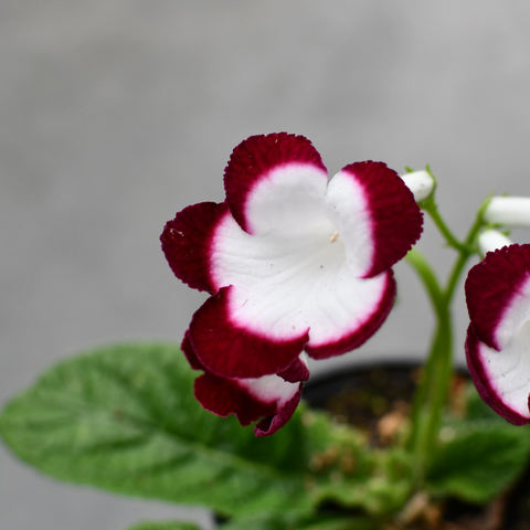Streptocarpus 'Fleischle's Roulette'