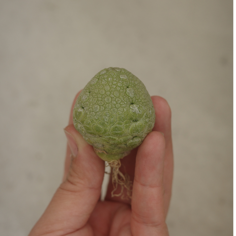Pseudolithos migiurtinus