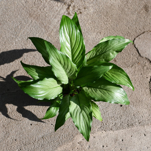 Spathiphyllum 'Platinum Mist'