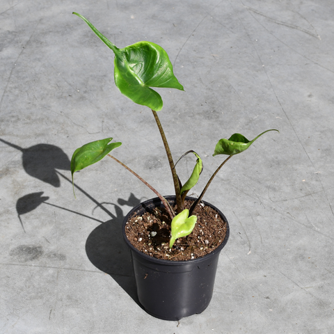 Alocasia 'Stingray'