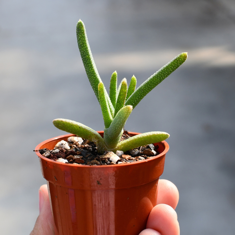 Cheiridopsis aspera