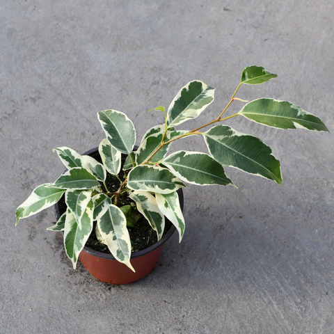 Ficus benjamina f. variegata