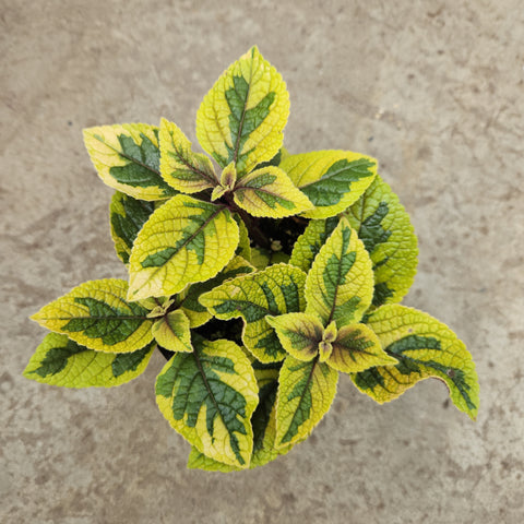 Plectranthus guacamole