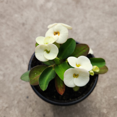 aphrodite succulent Euphorbia milii 'Aphrodite' | Succulents