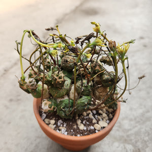 Ouvrir l&#39;image dans le diaporama, Euphorbia globosa

