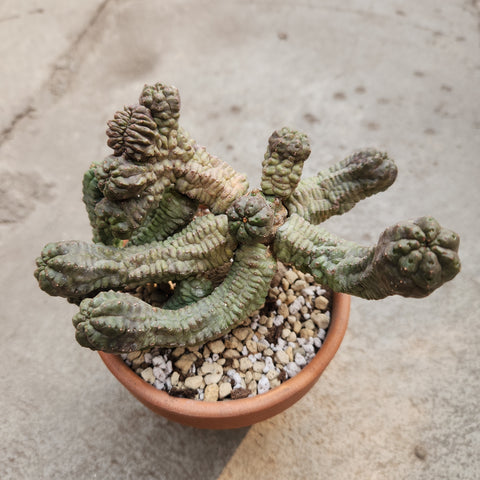 Euphorbia pseudoglobosa cv Green form 