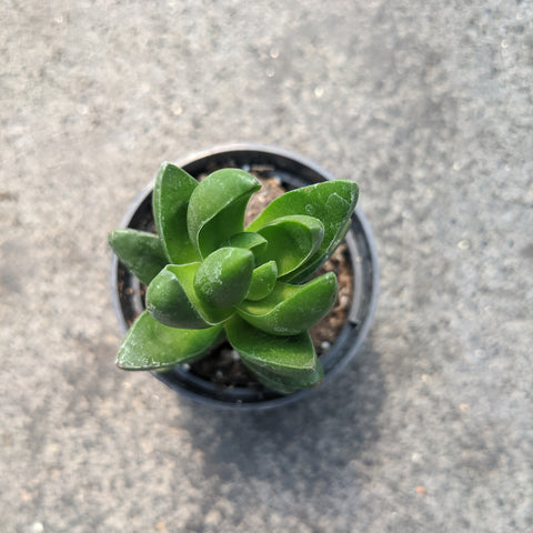 Crassula capitella ‘Benjamin’