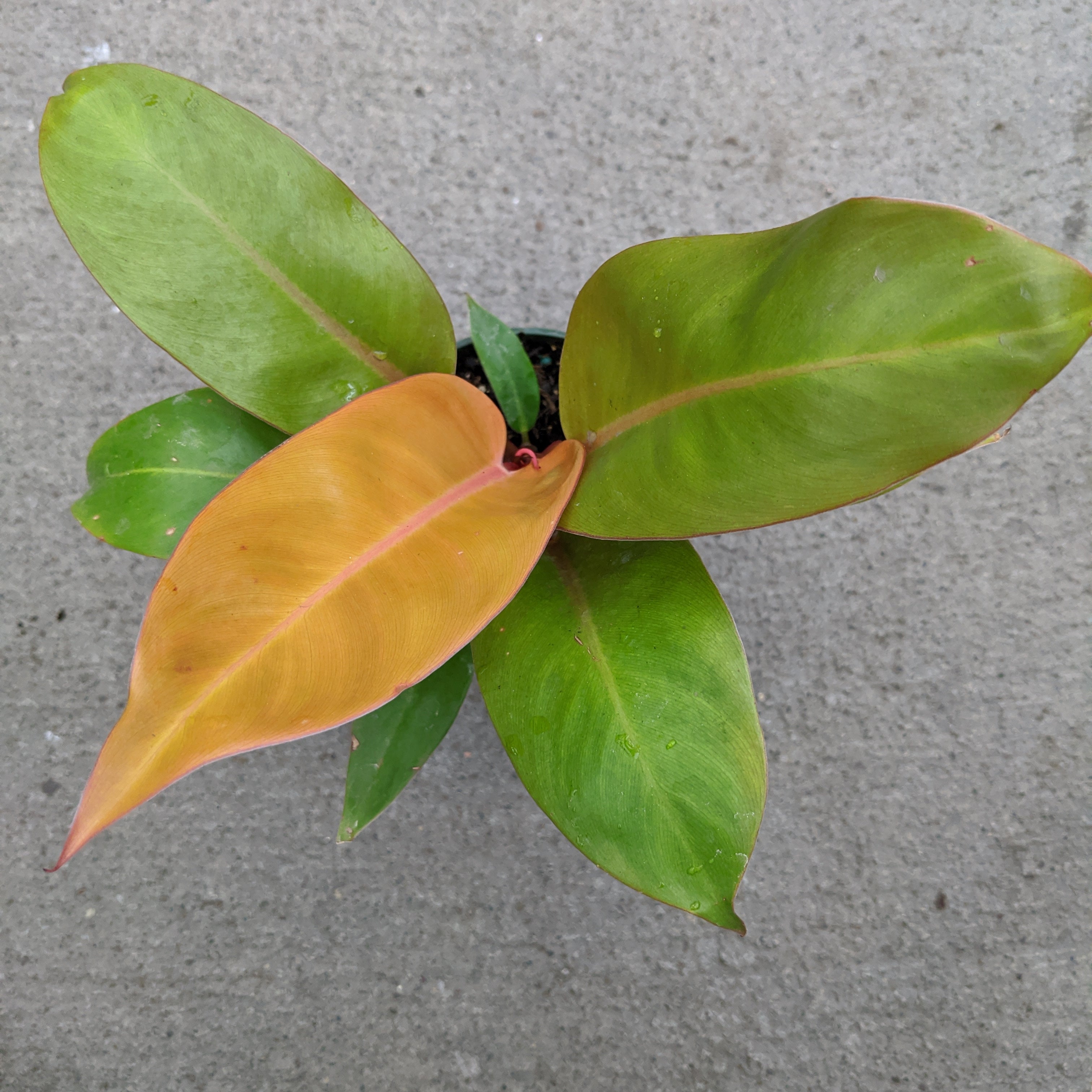 Philodendron 'Prince of Orange