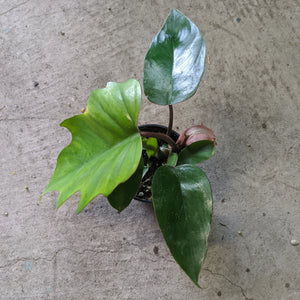 Open image in slideshow, Philodendron Mayoi
