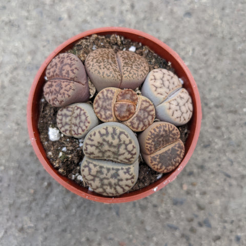 best potting mix for lithops Mixed Lithops sp – Serres Lavoie