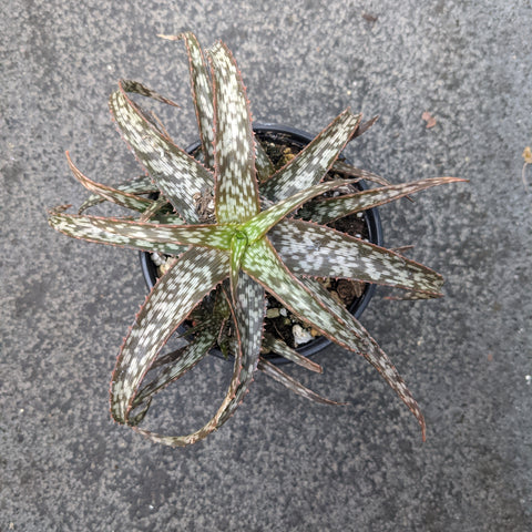 Aloe cv. Jurassic Spider 