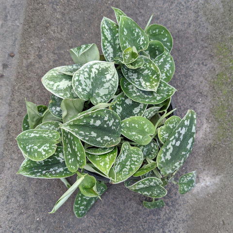 philodendron silvery ann Scindapsus pictus 'Silvery ann' – Serres Lavoie