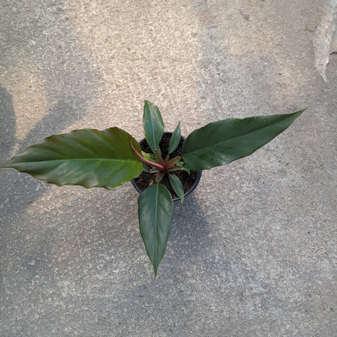 chocolate empress philodendron Philodendron 'Chocolate Empress' | Tropical plants