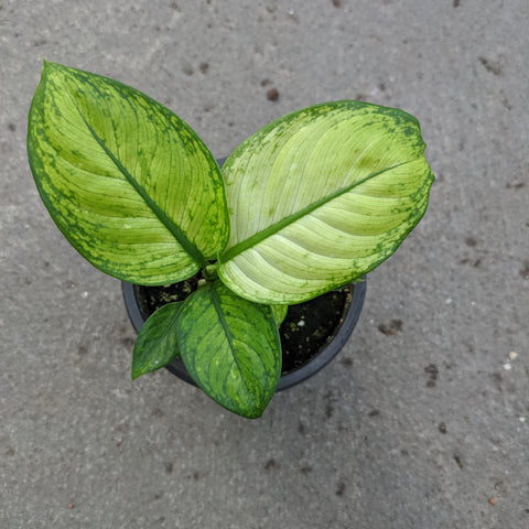 crocodile dieffenbachia Dieffenbachia 'Crocodile' | Tropical