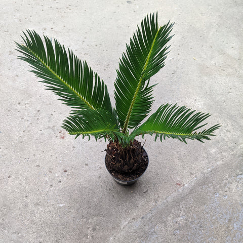 Cycas revoluta