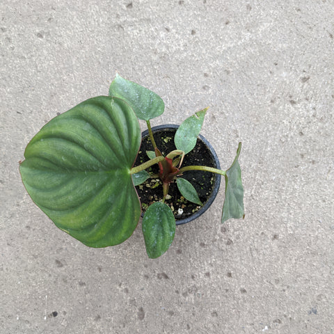 Philodendron 'Colombia'