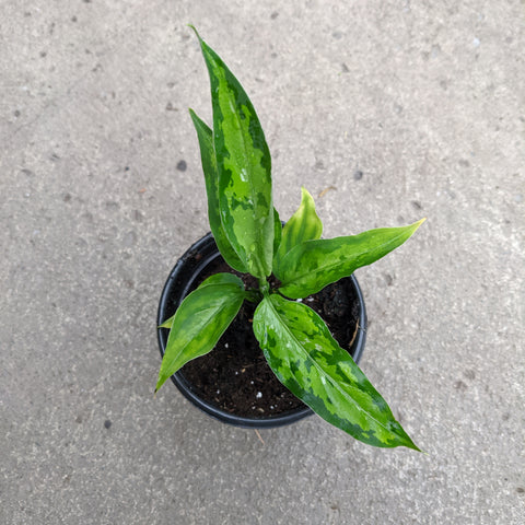aglaonema pictum tricolor siberut 2nd Aglaonema pictum tricolor | Tropical