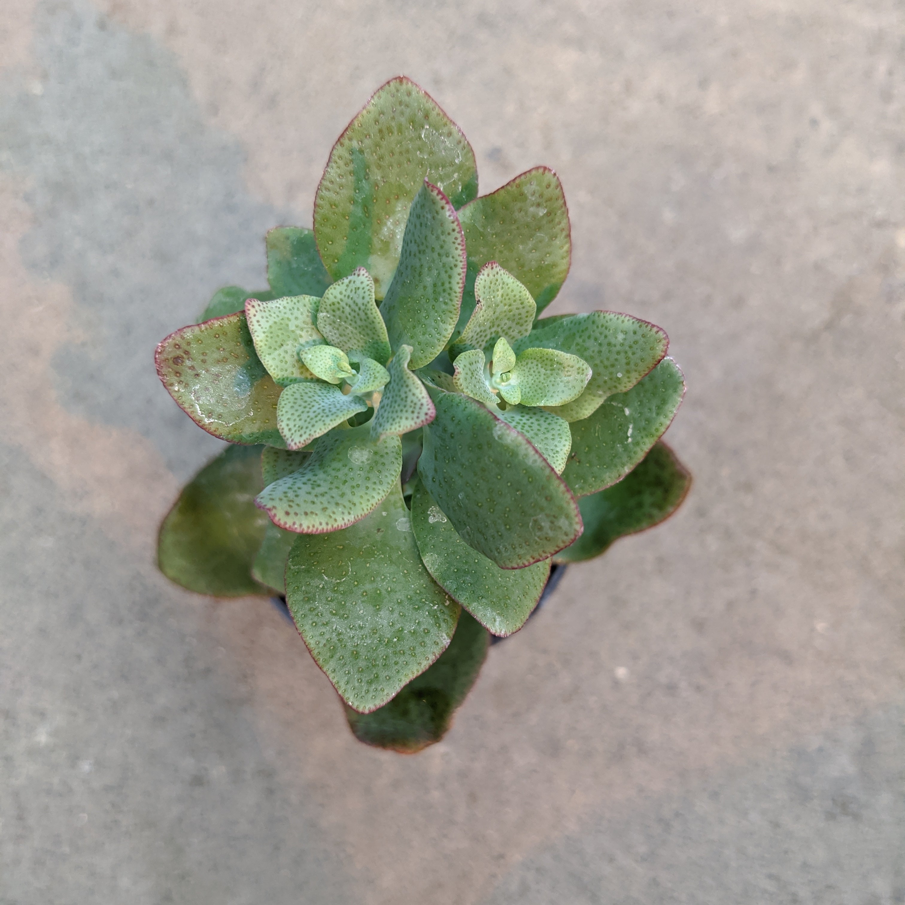 Crassula Arborescens Undulatifolia 'Ripple Jade