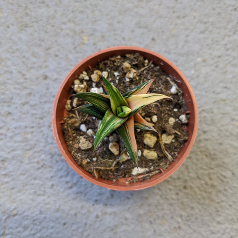 Haworthiopsis tortuosa variegata jaune