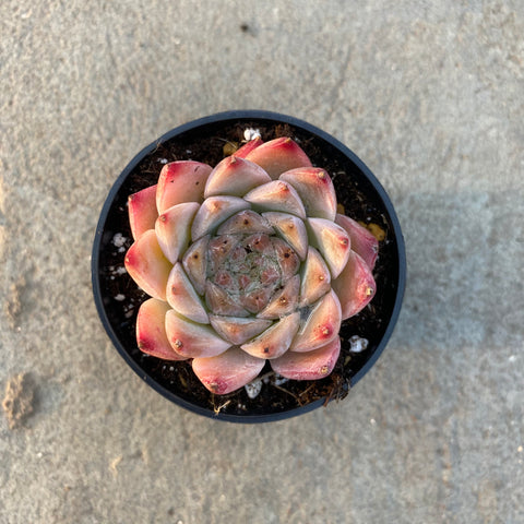 Echeveria 'Essie