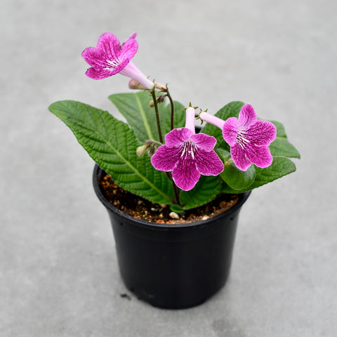 Streptocarpus 'Ladyslippers Strawberry Ice'