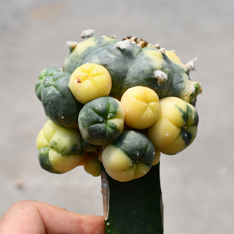 Lophophora fricii variegata