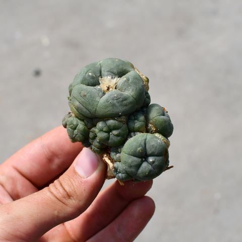 Lophophora williamsii