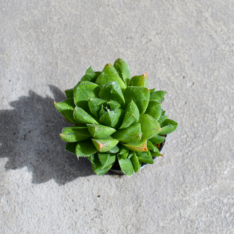 Haworthia cymbiformis var. Setulifera