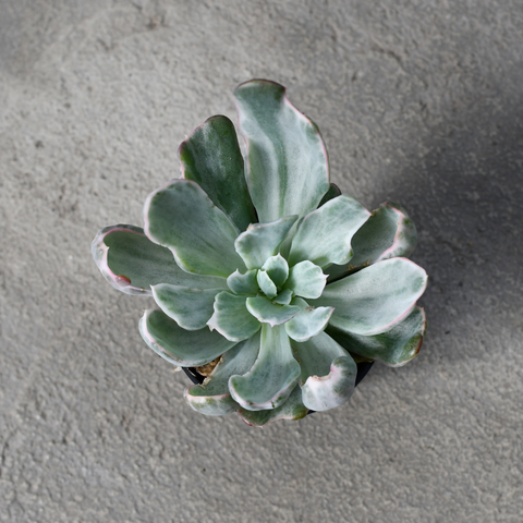 Echeveria barkeley light