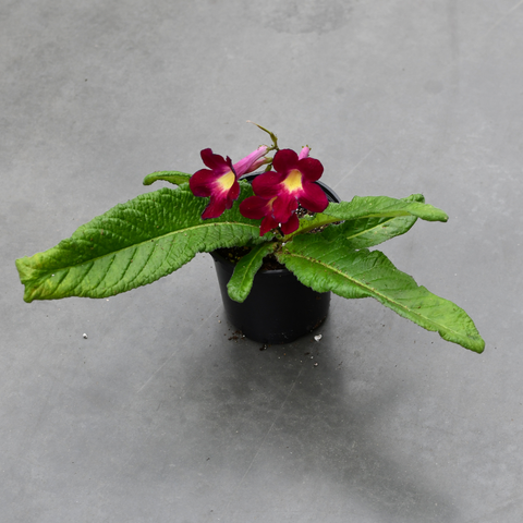 Streptocarpus 'Bristol's Tropical Sunrise'