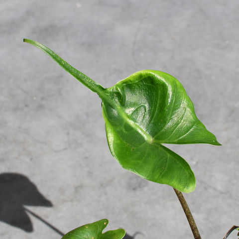 Alocasia 'Stingray'