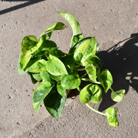 Epipremnum aureum 'lemon meringue'