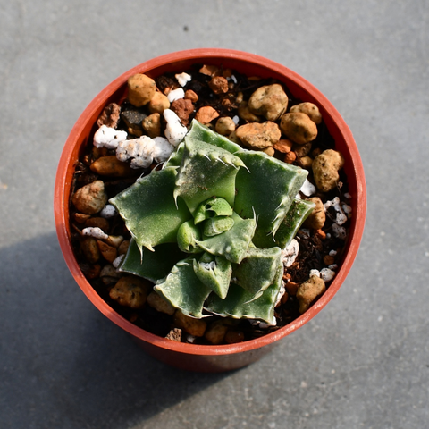Faucaria felina