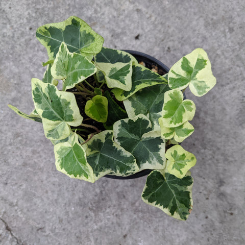 Hedera Helix 'Chester'