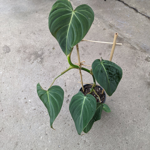Philodendron 'Glorious'