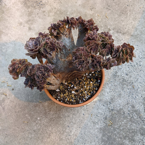 Aeonium cv. Halloween f. cristata