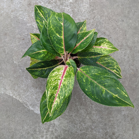 green papaya aglaonema Aglaonema 'Green Papaya' | Tropical