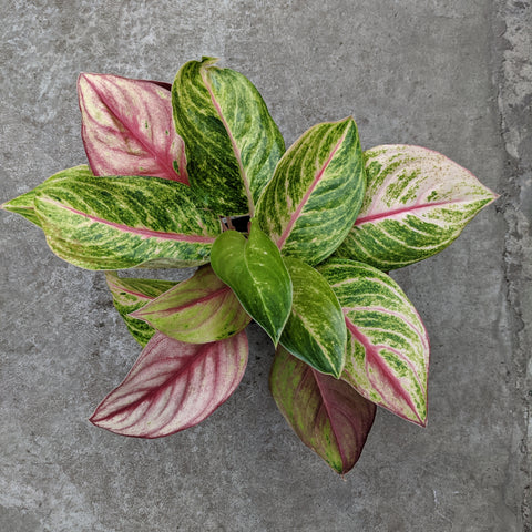 aglaonema papaya care Aglaonema 'Green Papaya' | Tropical
