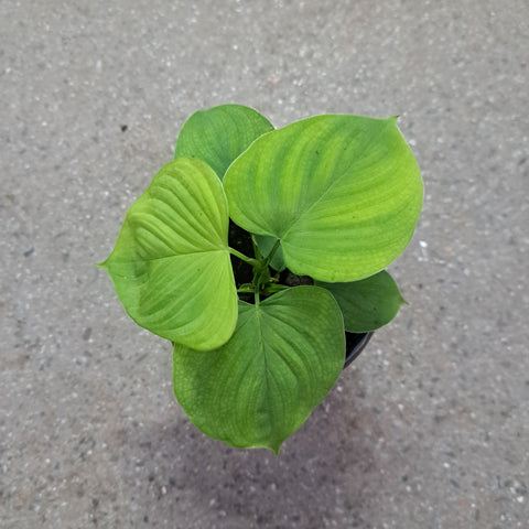philodendron fibraecataphyllum sp peru Philodendron fibraecataphyllum – Serres Lavoie
