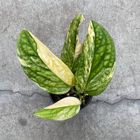 monstera variegated peru Monstera karstenianum Peru f. variegata – Serres Lavoie