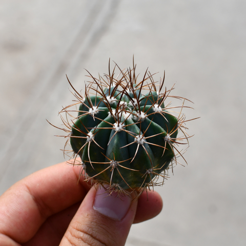 Melocactus azureus