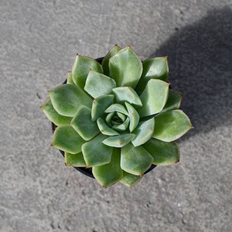 Echeveria 'California Queen'