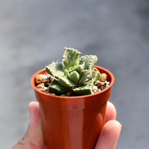 Faucaria felina