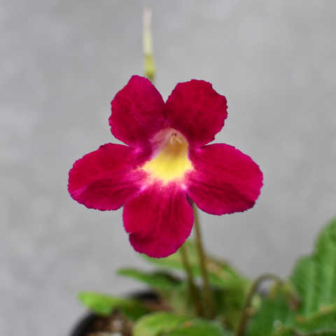 Streptocarpus 'Bristol's Tropical Sunrise'