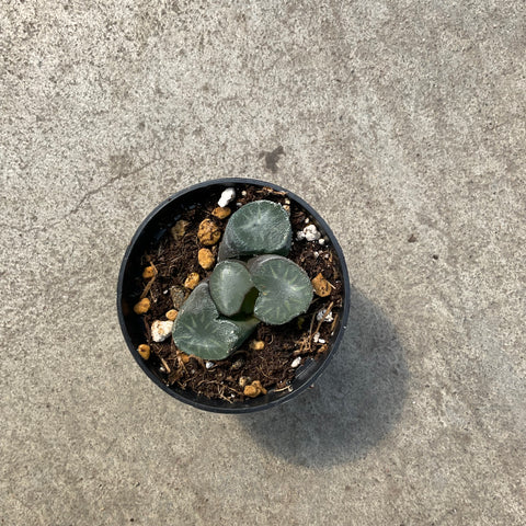 Haworthia maughanii 'Peerless'