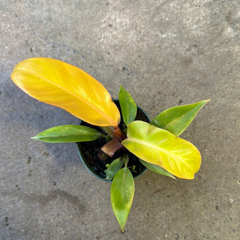 prince of orange moonlight philodendron Philodendron 'Prince of Orange' – Serres Lavoie