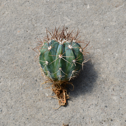 Melocactus azureus