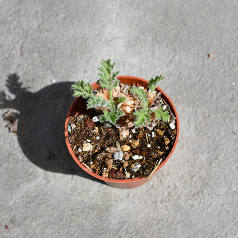 Pelargonium appendiculatum