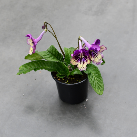Streptocarpus 'Sashenka'