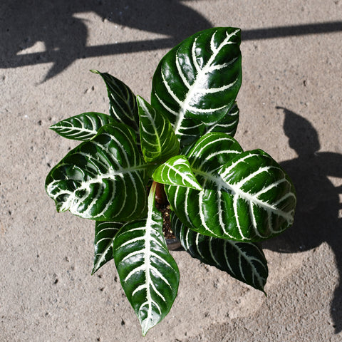 Aphelandra squarossa 'Dania'